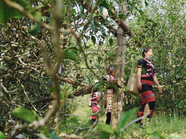 普洱古樹(shù)茶