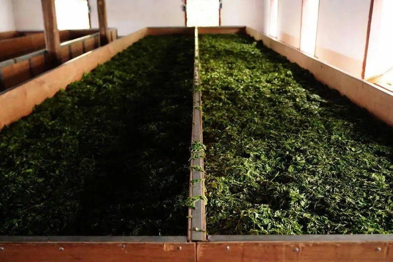 紅茶發酵