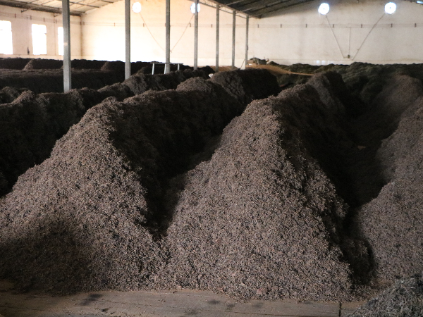 熟茶輕發(fā)酵