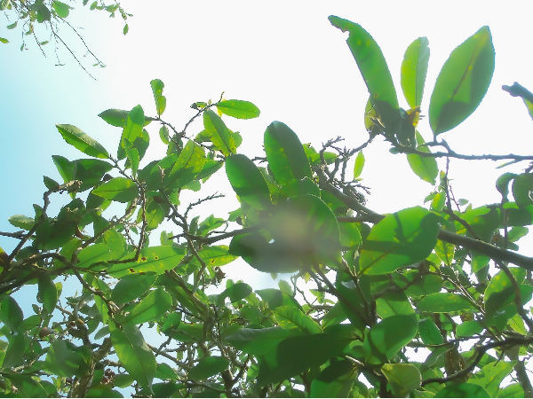 影響茶葉品質的因素