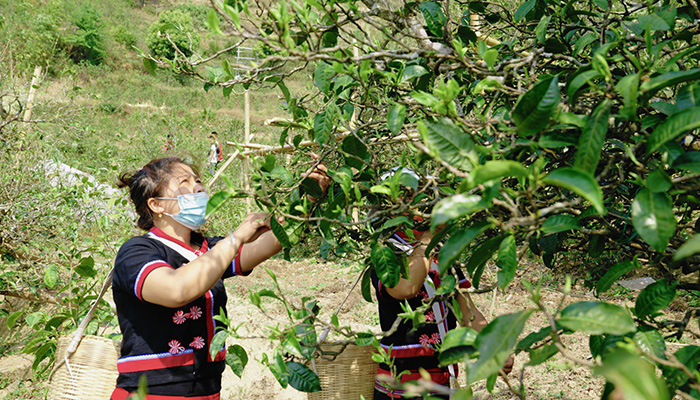 竹筒香茶功效有哪些？葉片情普洱生茶廠家為你介紹